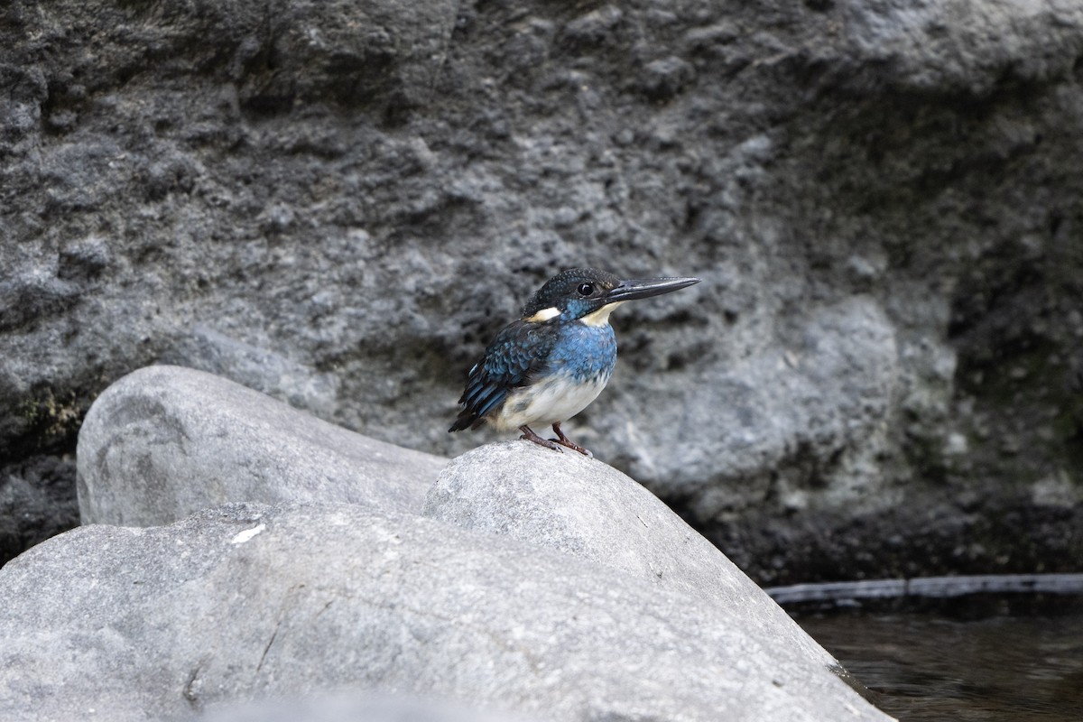 Javan Blue-banded Kingfisher - ML629065646