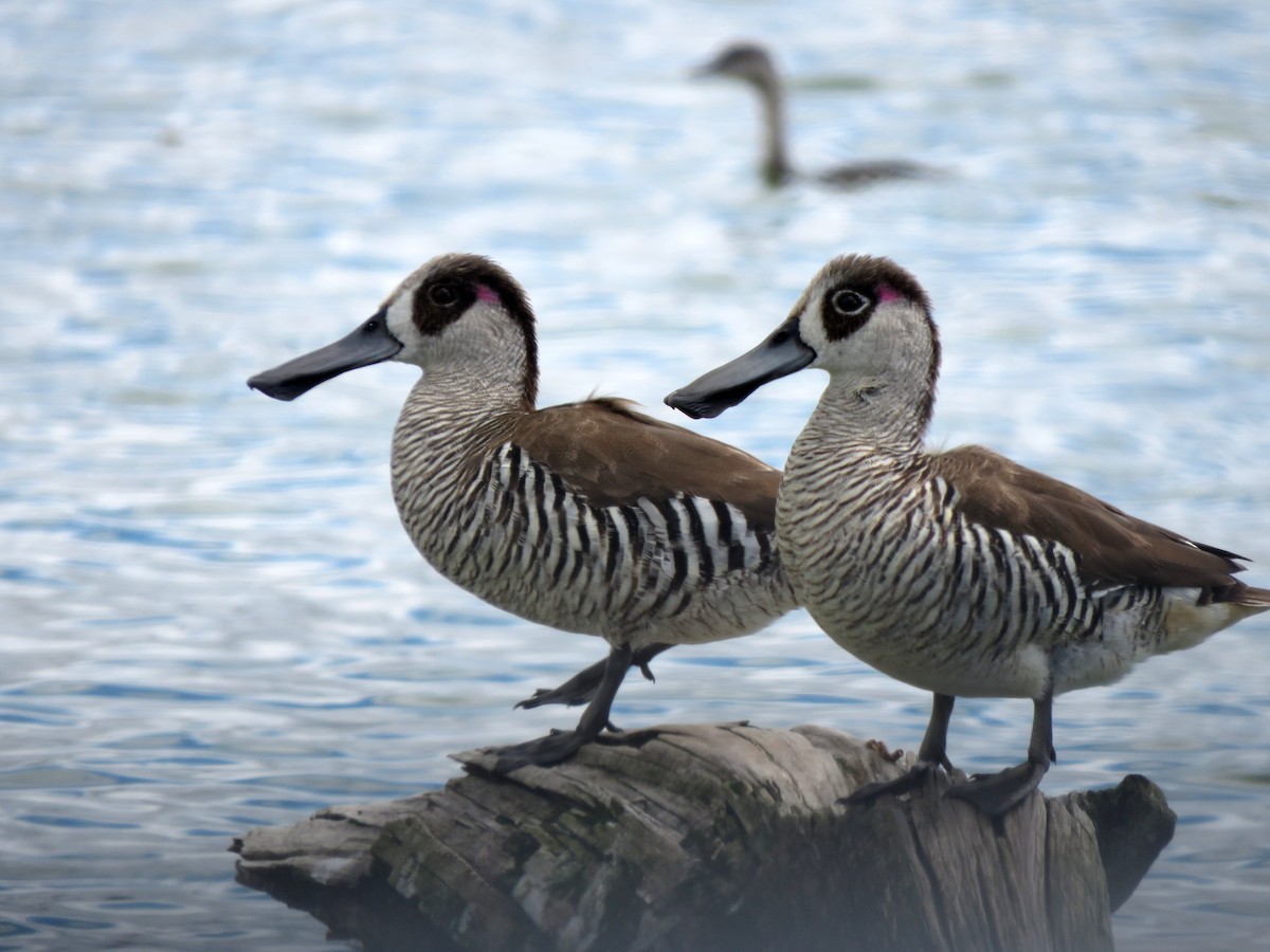 Pink-eared Duck - ML629065760