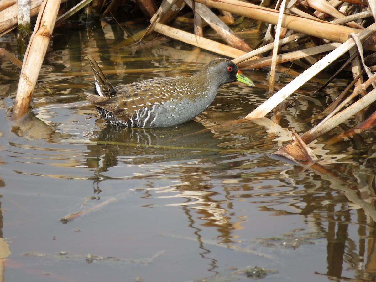 Australian Crake - ML629065775