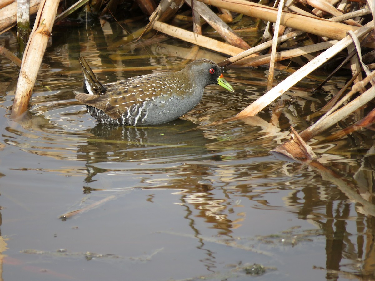 Australian Crake - ML629065776