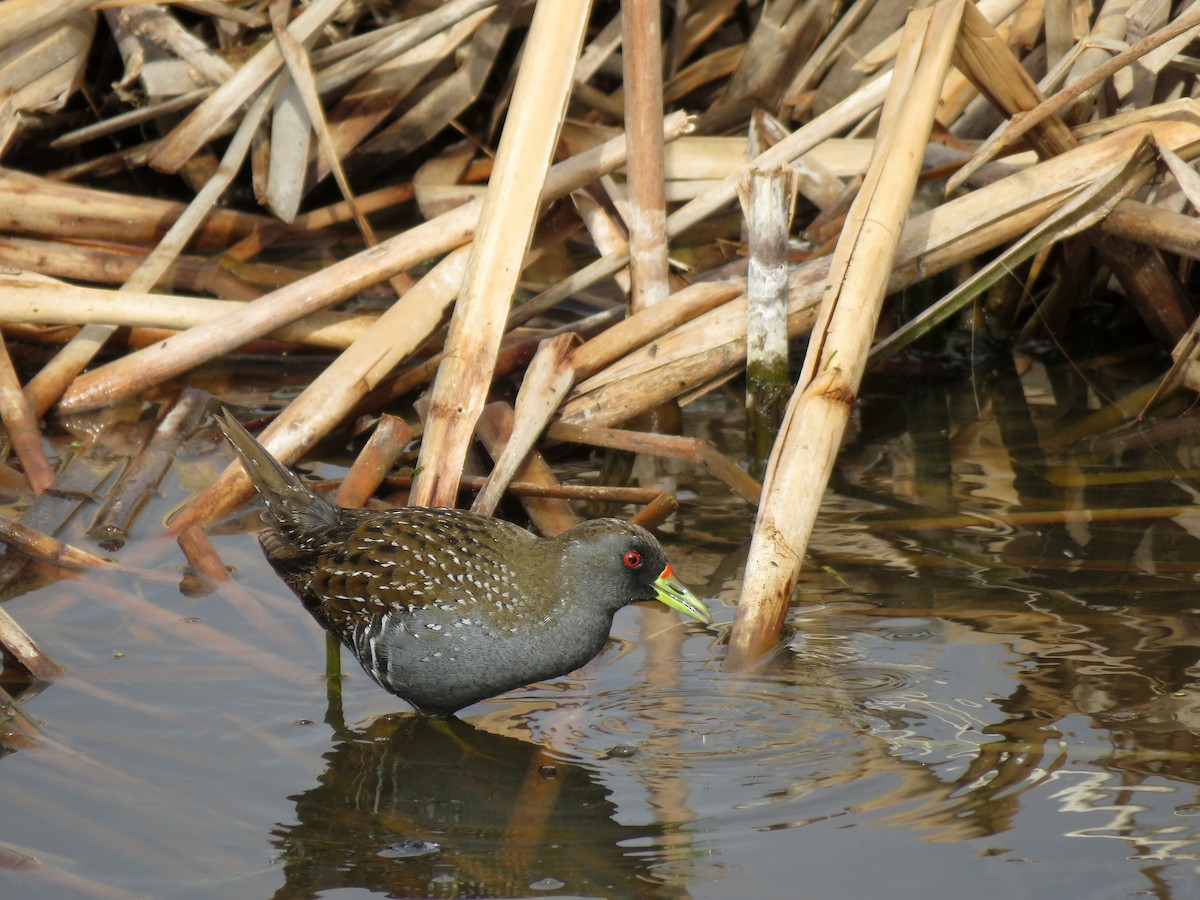 Australian Crake - ML629065777