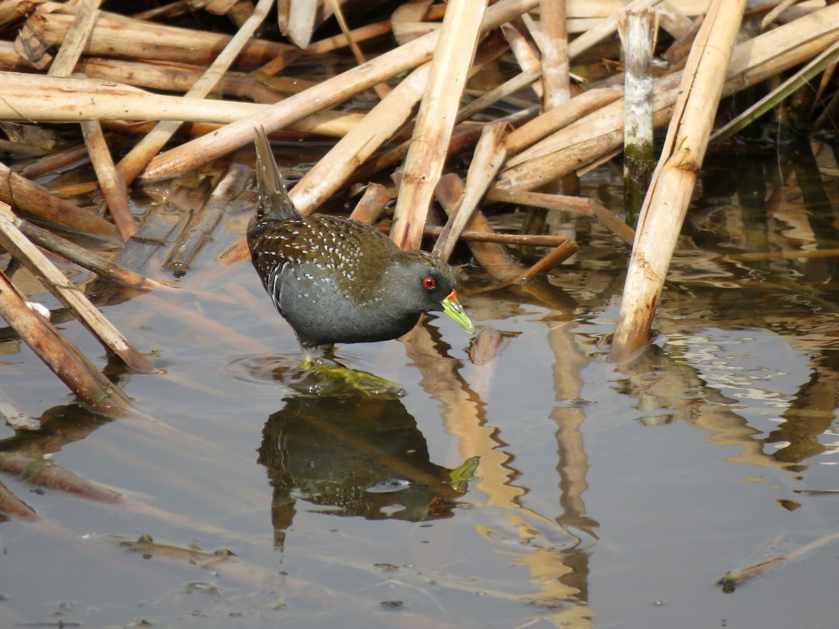 Australian Crake - ML629065778