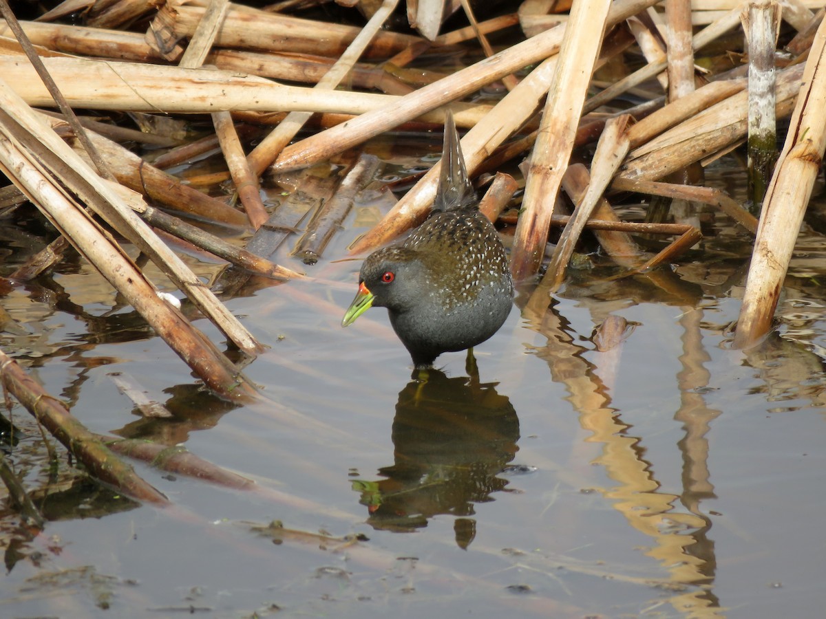 Australian Crake - ML629065779