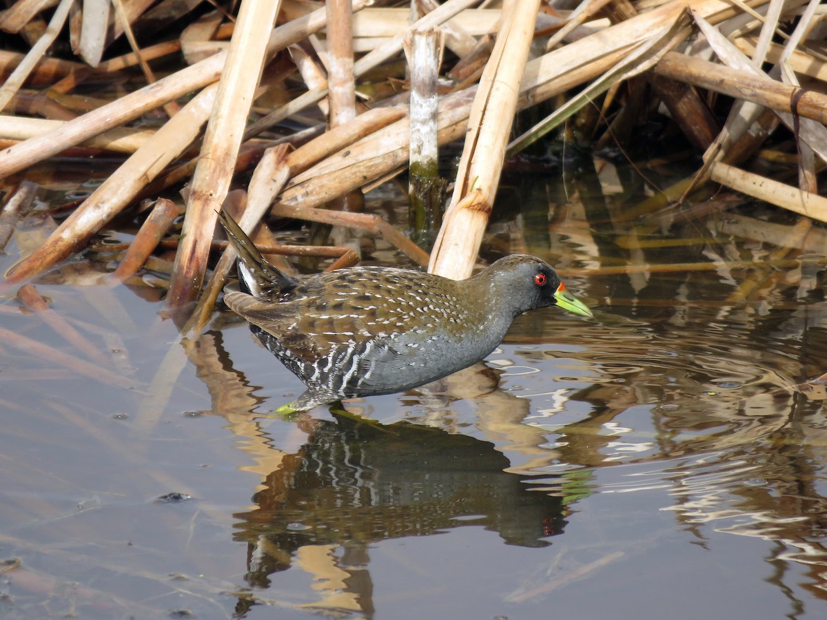 Australian Crake - ML629065780