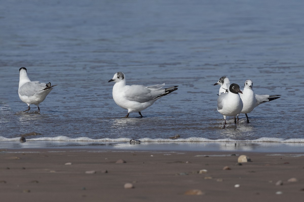 Andean Gull - ML629065838