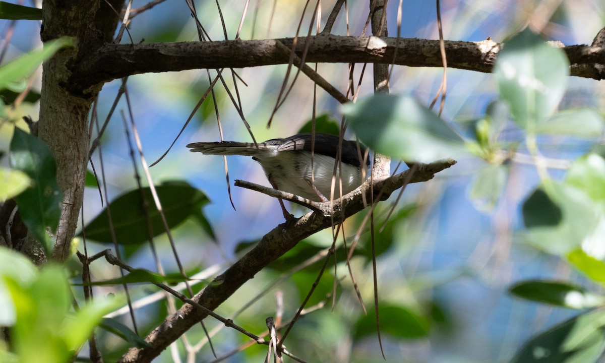 Black-headed Apalis - ML629065858