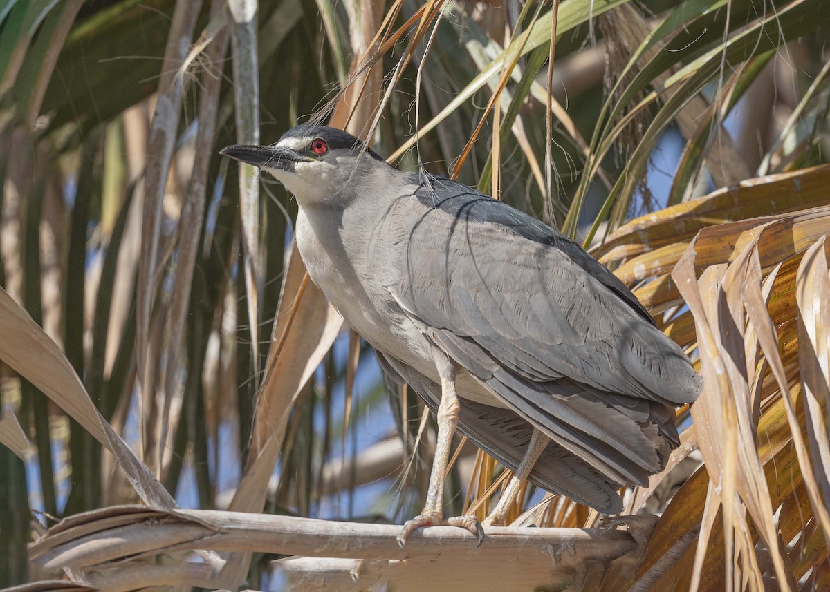 Black-crowned Night Heron - ML629065859