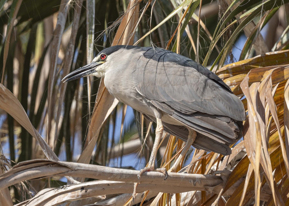 Black-crowned Night Heron - ML629065861