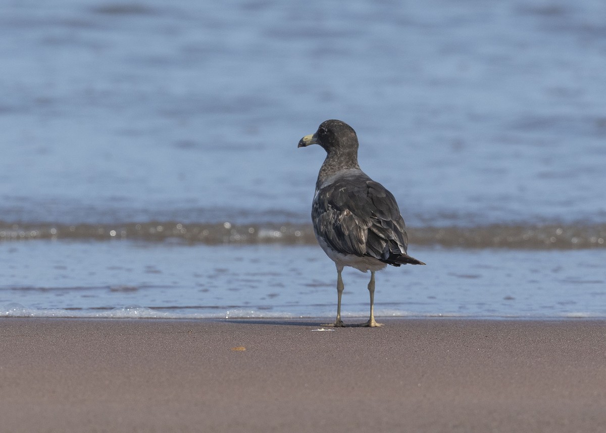 Belcher's Gull - ML629066000