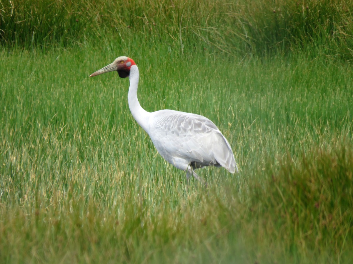 Brolga - ML629066039