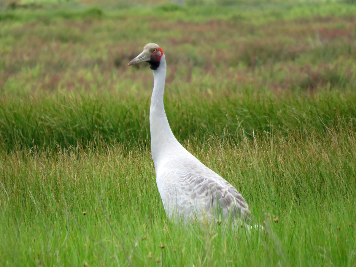 Brolga - ML629066040