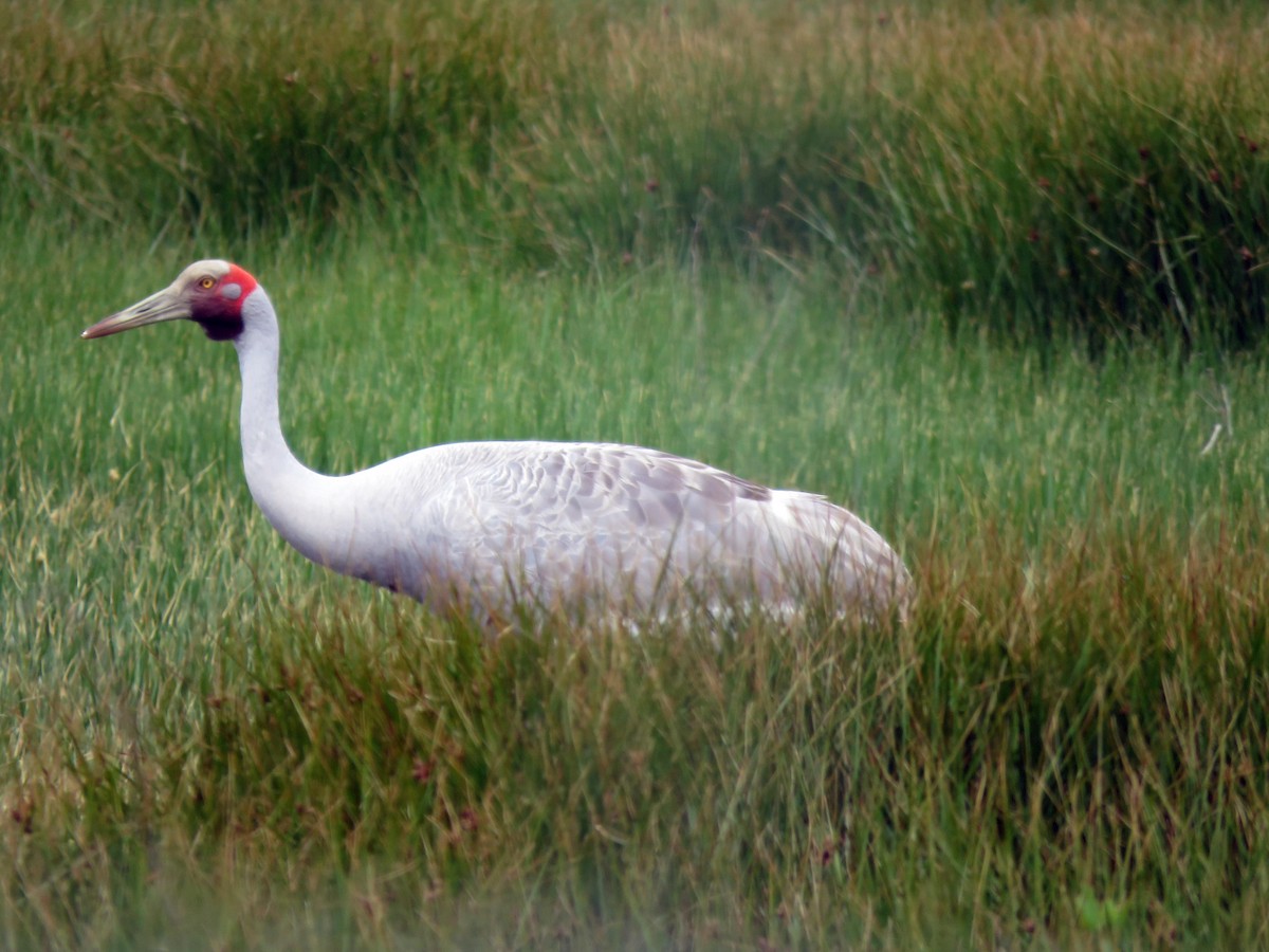 Brolga - ML629066041