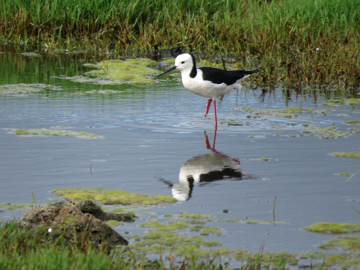 Pied Stilt - ML629066047