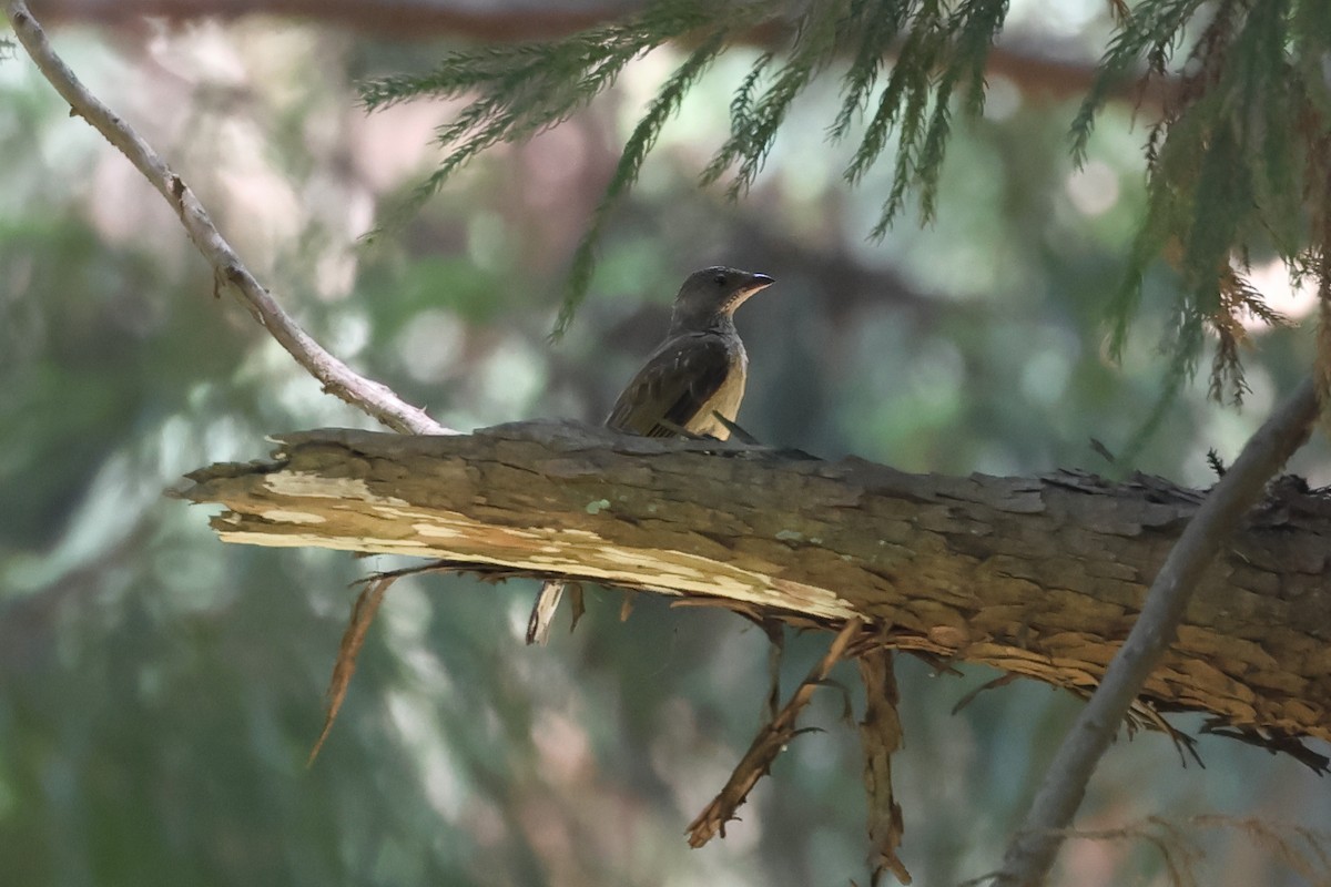 Scaly-throated Honeyguide - ML629066049