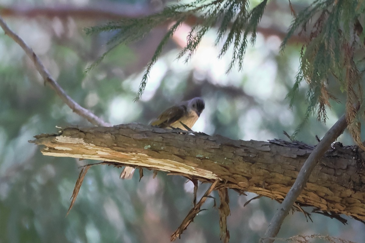 Scaly-throated Honeyguide - ML629066050