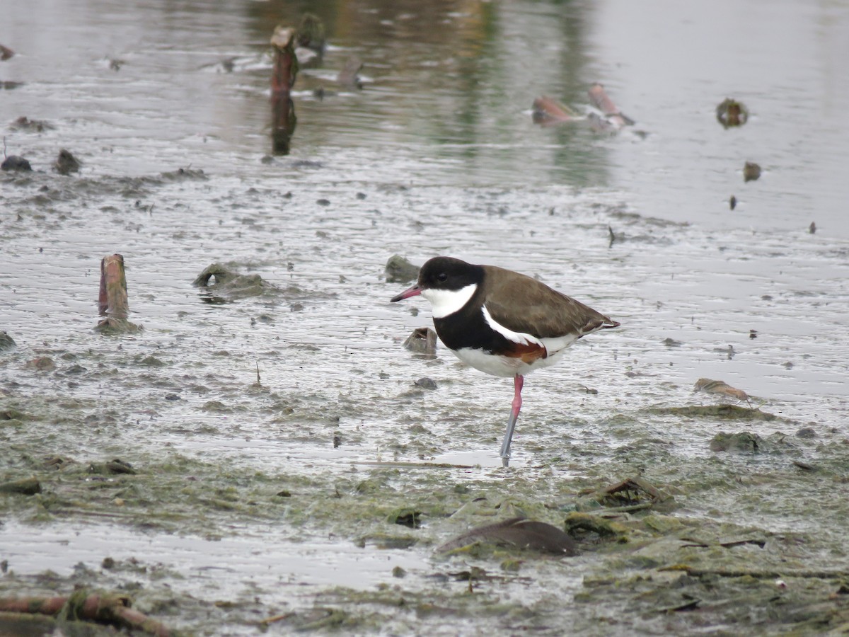 Red-kneed Dotterel - ML629066072