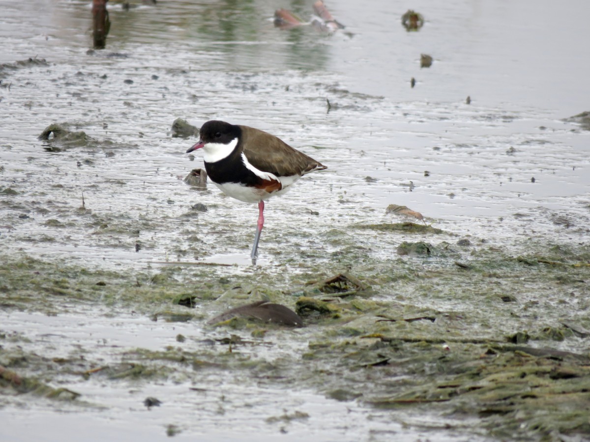 Red-kneed Dotterel - ML629066073