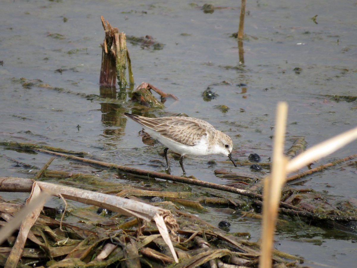 Red-necked Stint - ML629066083