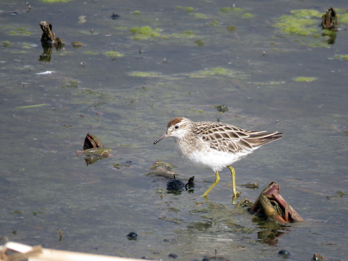 Sharp-tailed Sandpiper - ML629066088