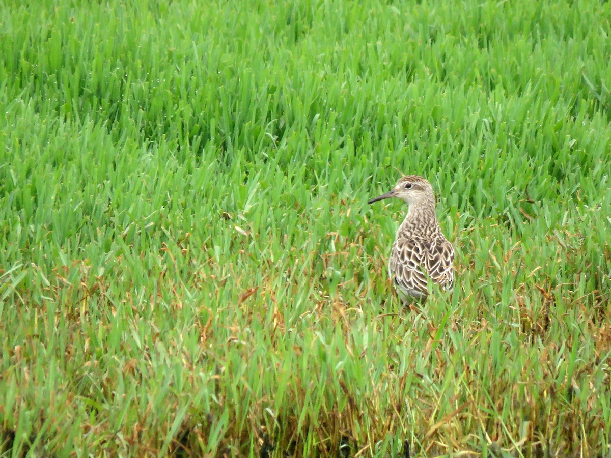 Sharp-tailed Sandpiper - ML629066090