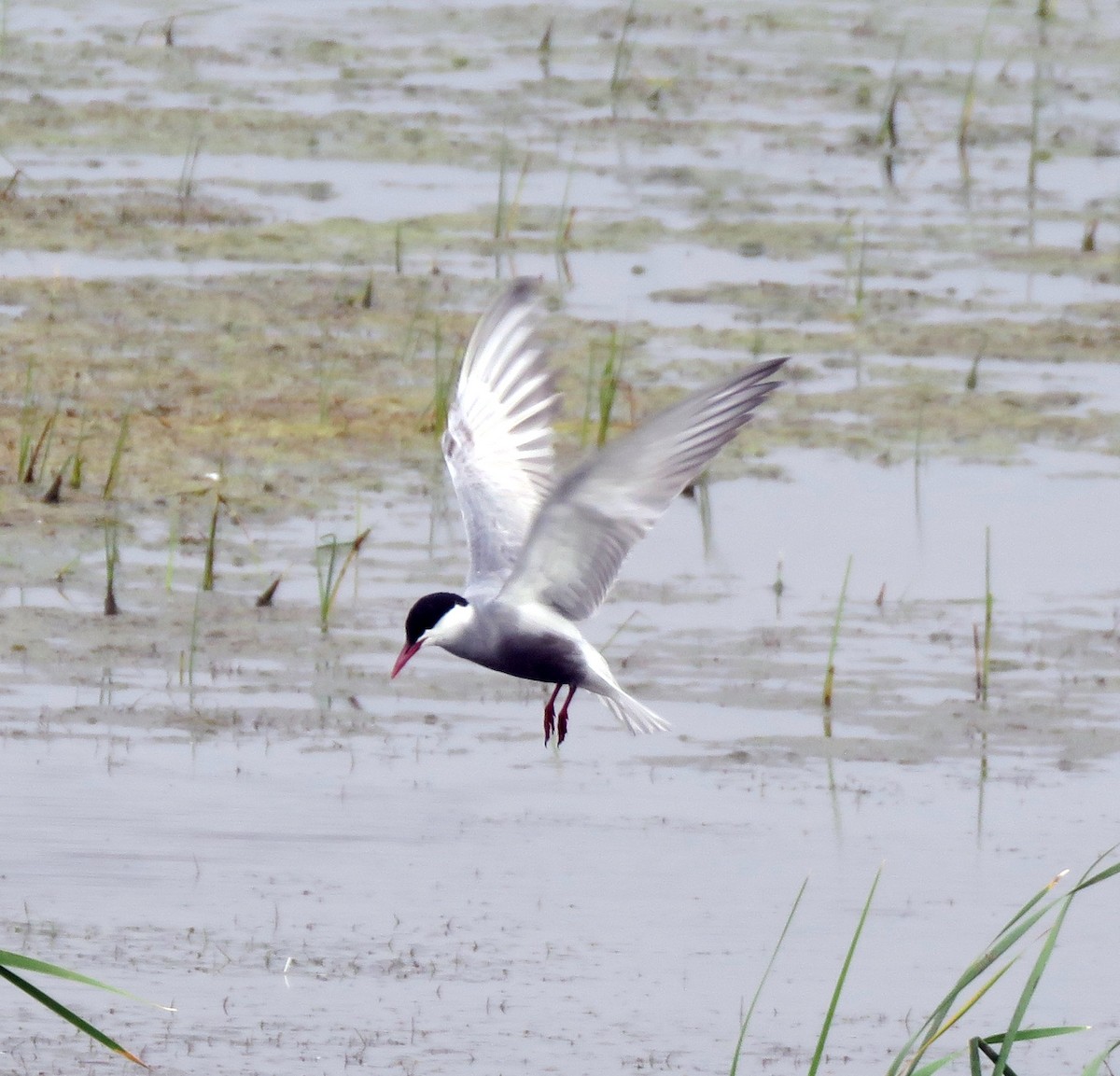 Whiskered Tern - ML629066098