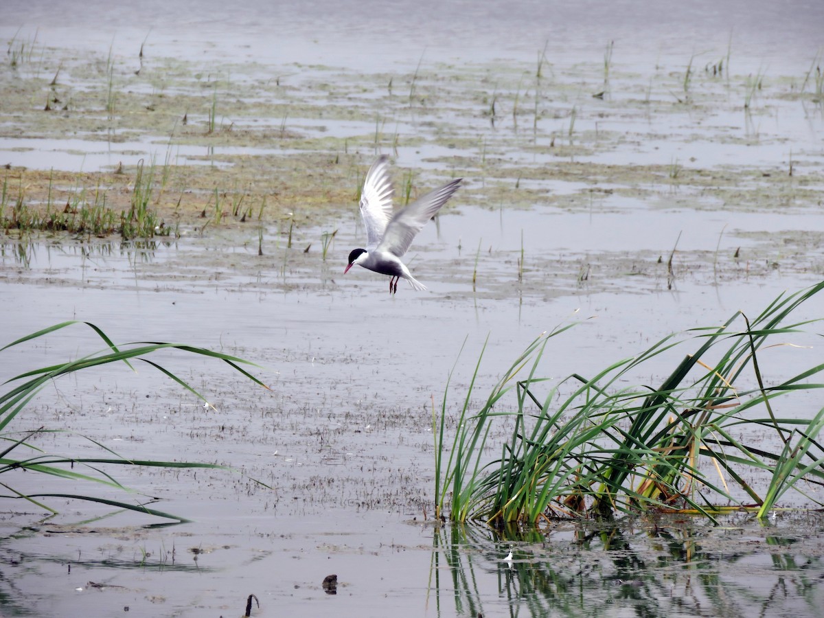 Whiskered Tern - ML629066099