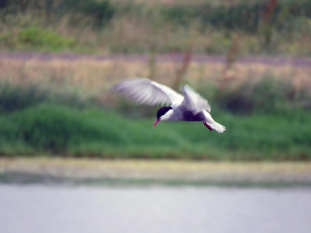 Whiskered Tern - ML629066100