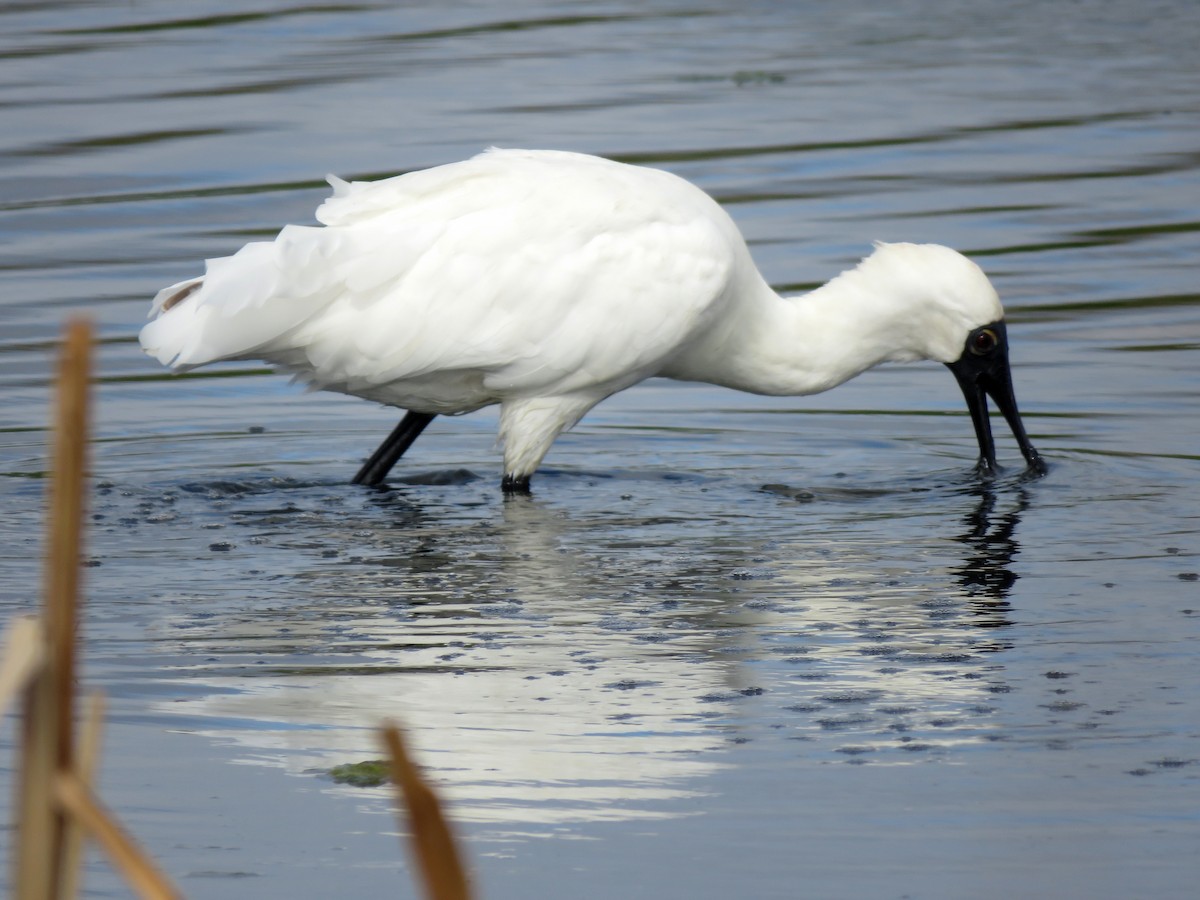 Royal Spoonbill - ML629066117