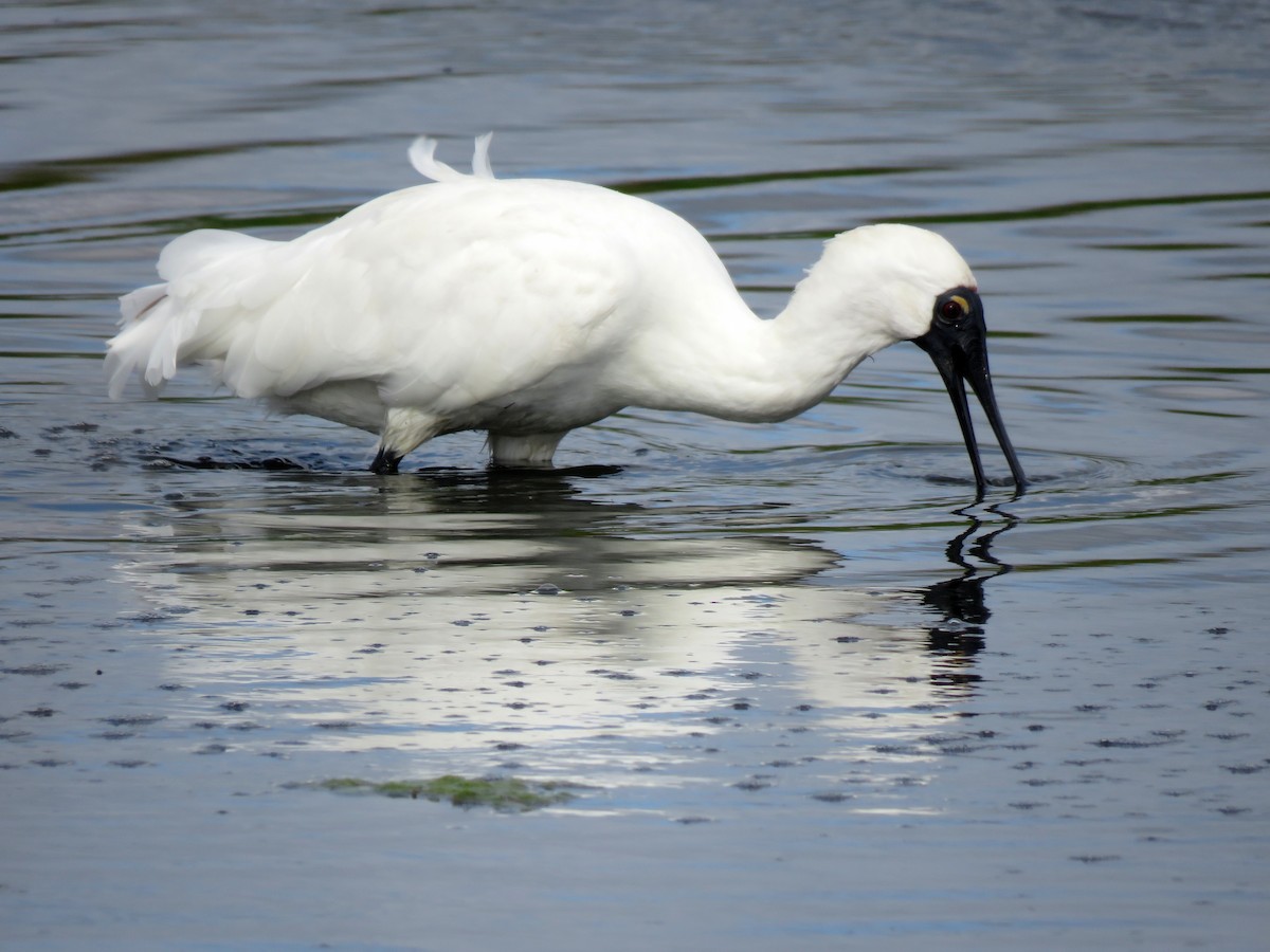 Royal Spoonbill - ML629066118