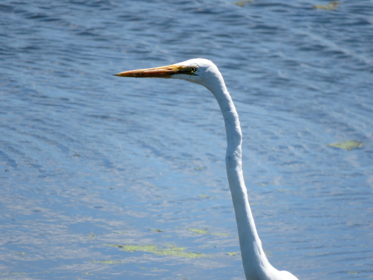 Great Egret (modesta) - ML629066126