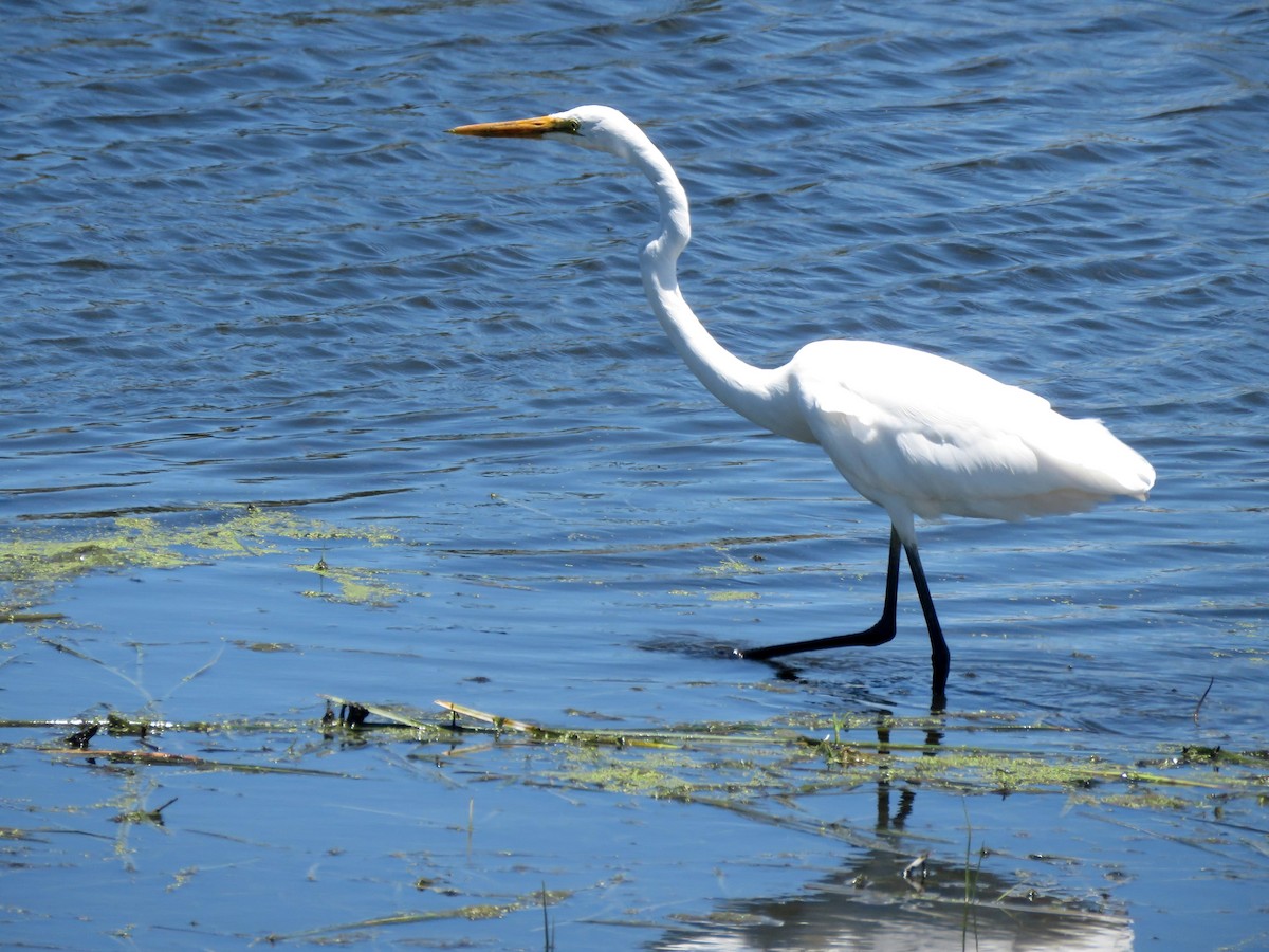 Great Egret (modesta) - ML629066127