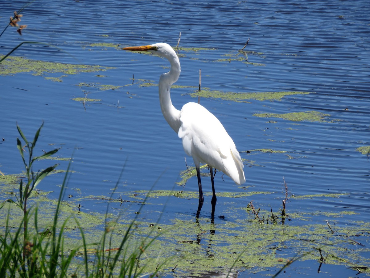 Great Egret (modesta) - ML629066128