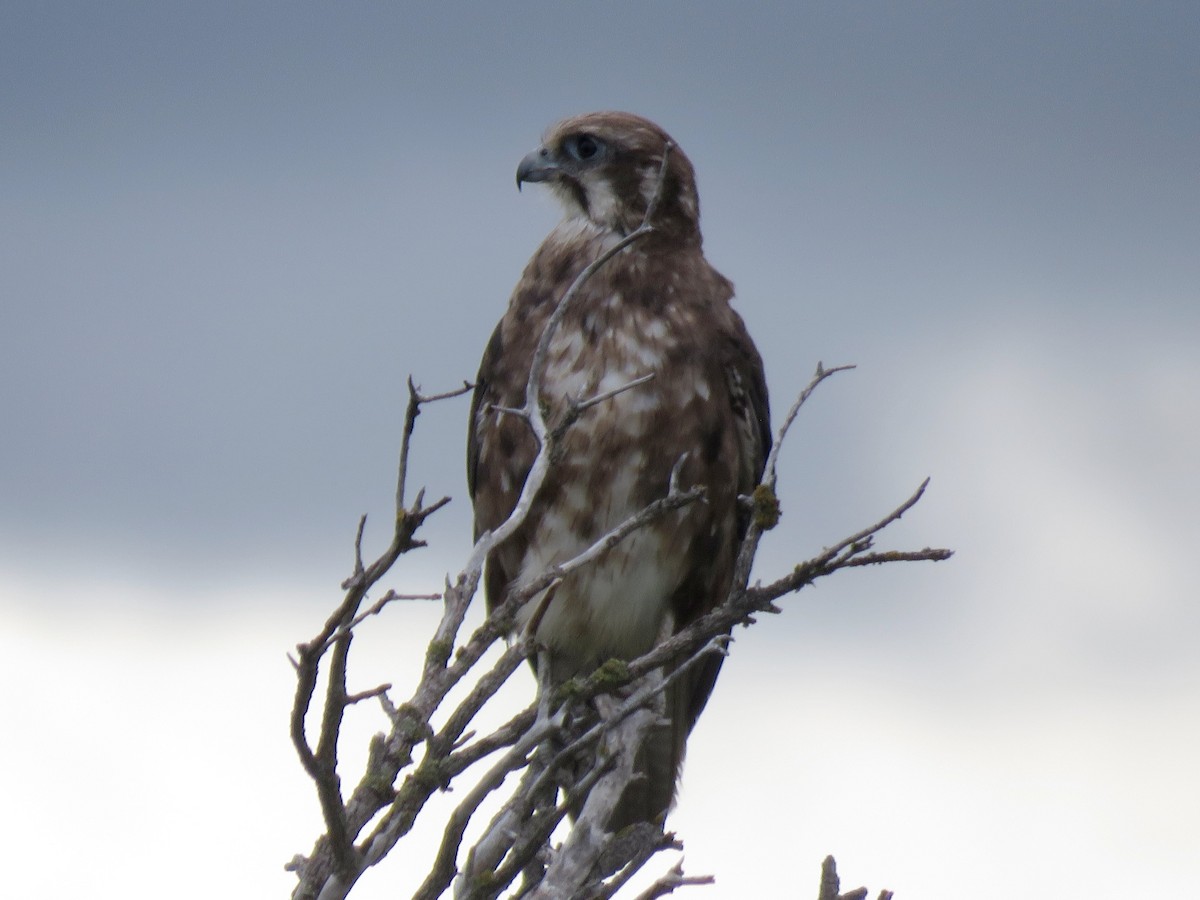 Brown Falcon - ML629066136