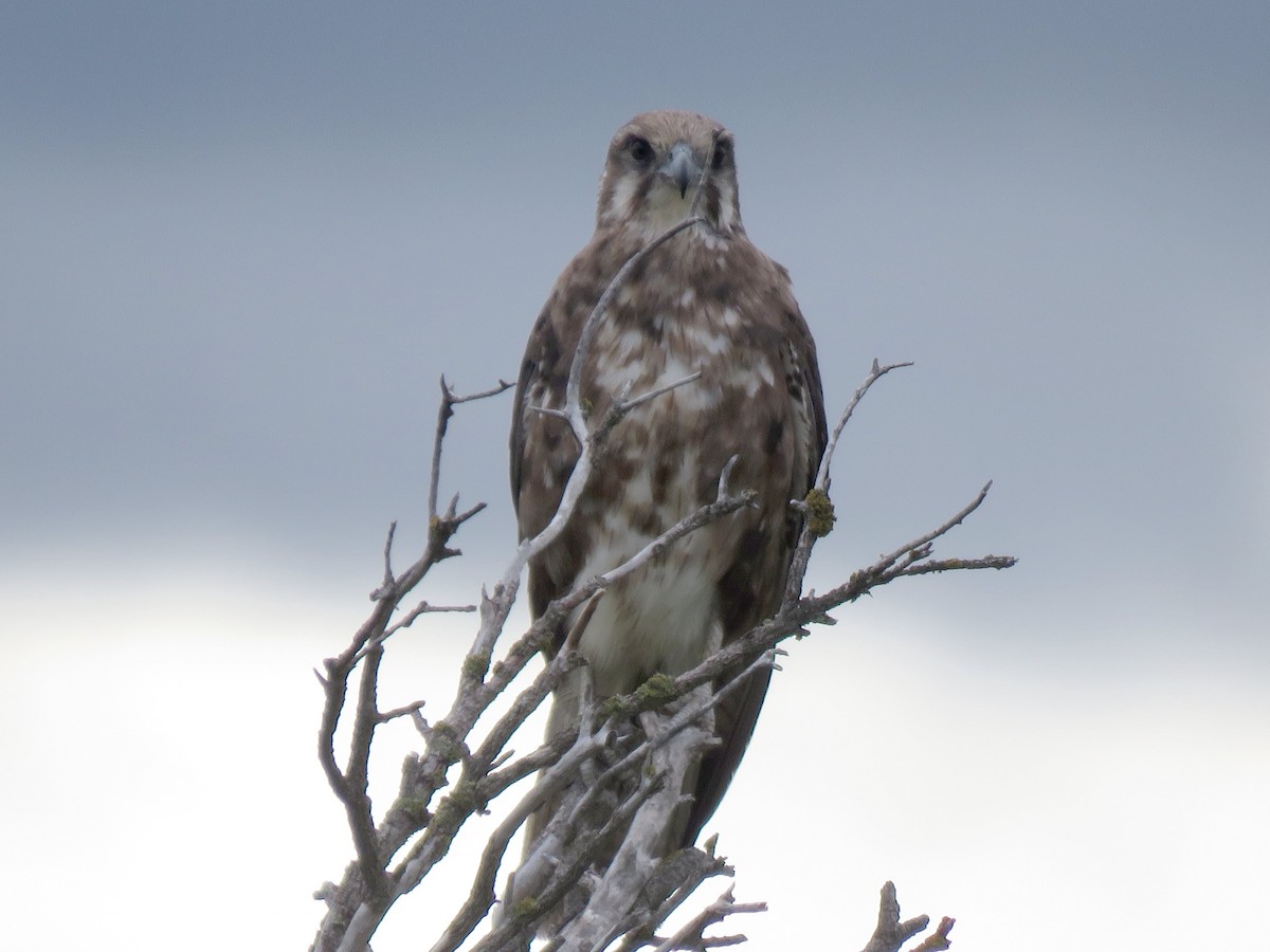 Brown Falcon - ML629066137