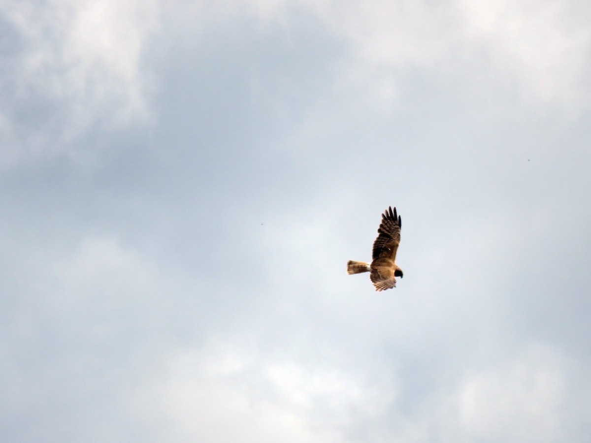 Swamp Harrier - ML629066173