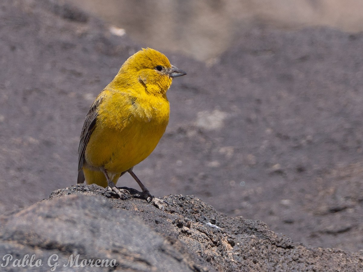 Greater Yellow-Finch - ML629066214