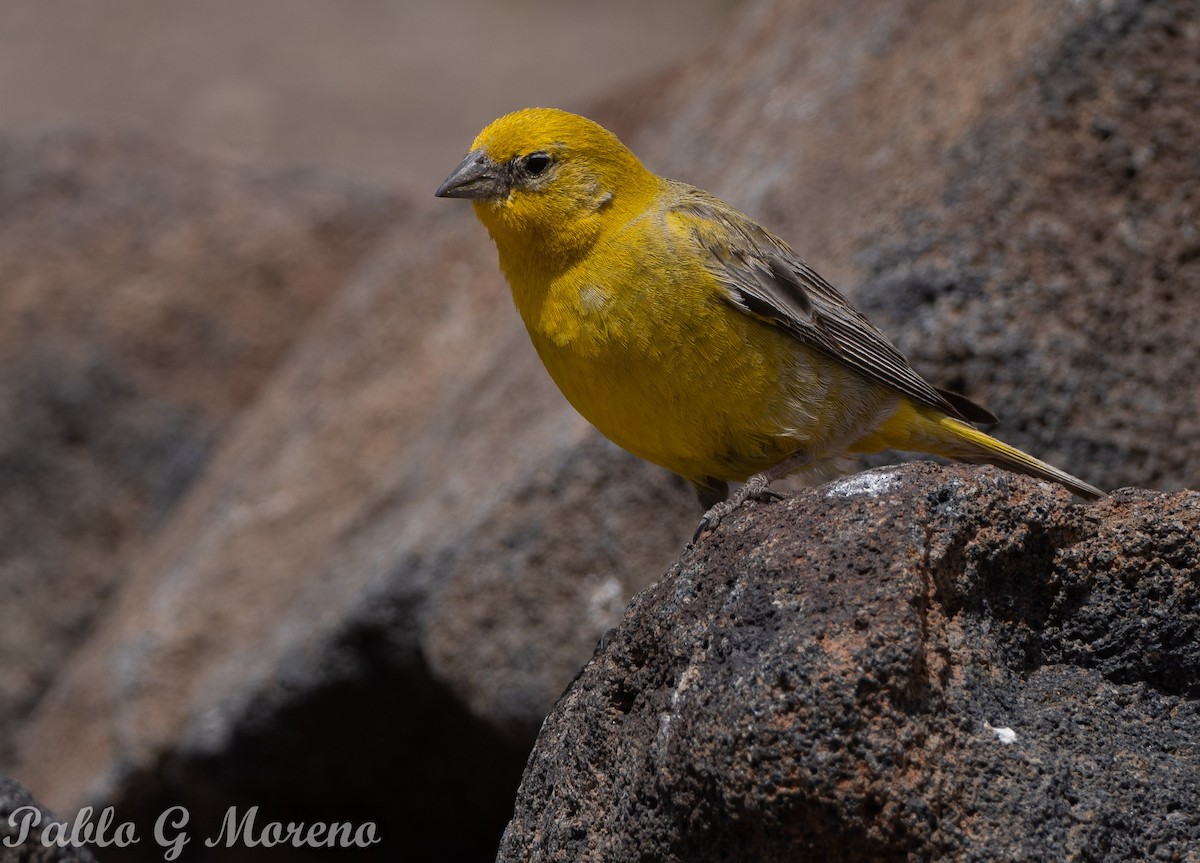 Greater Yellow-Finch - ML629066215