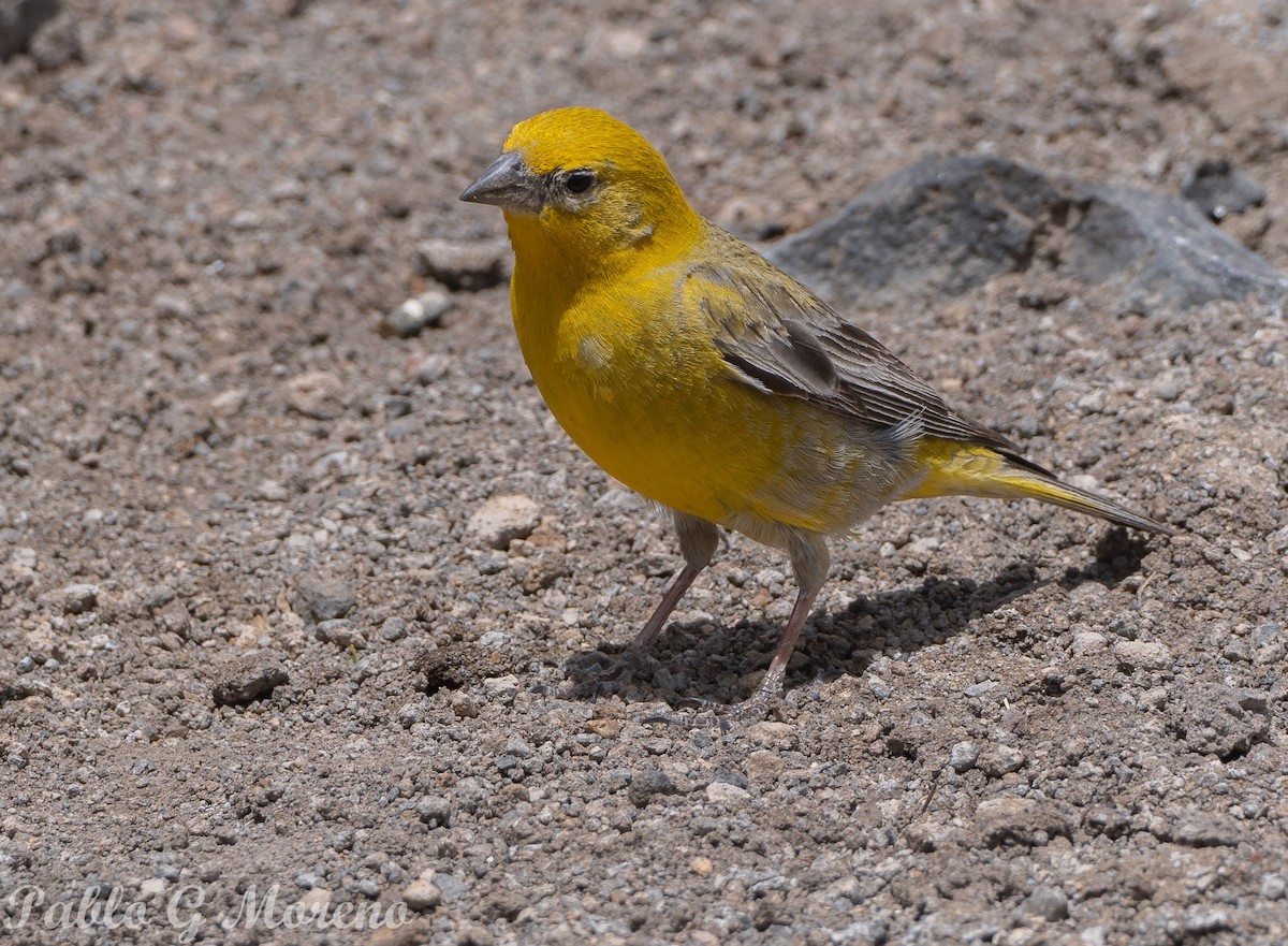 Greater Yellow-Finch - ML629066216