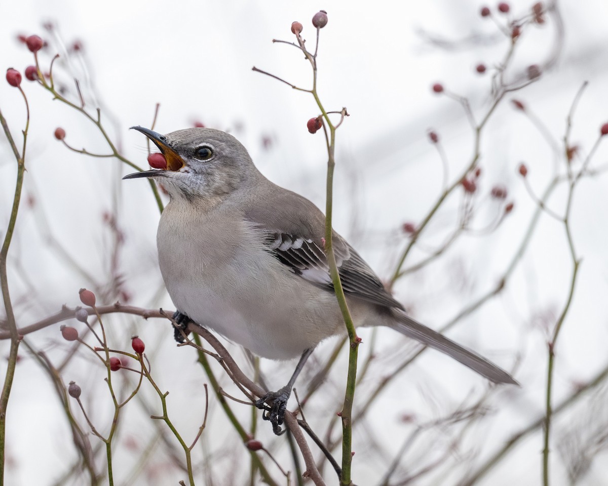 Northern Mockingbird - ML629066429