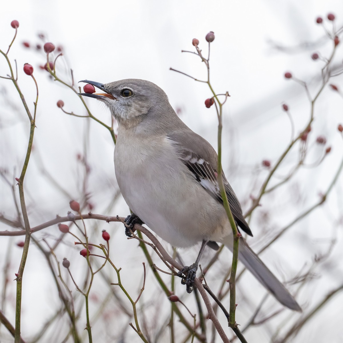 Northern Mockingbird - ML629066430