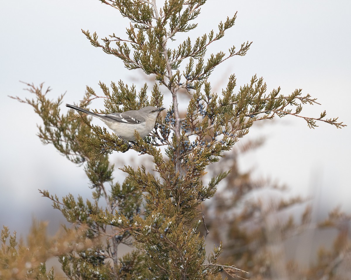 Northern Mockingbird - ML629066454
