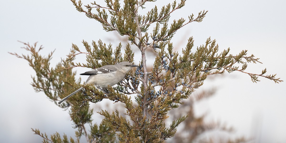 Northern Mockingbird - ML629066455