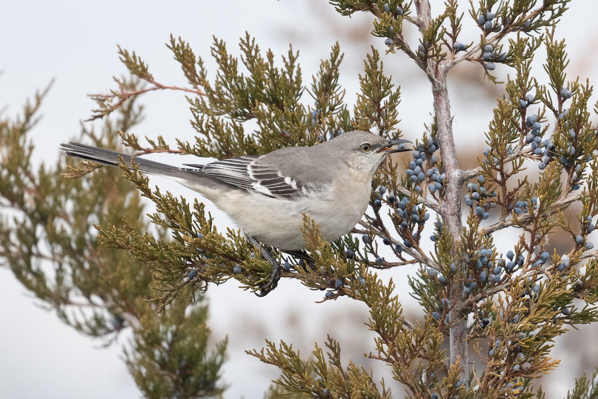 Northern Mockingbird - ML629066456