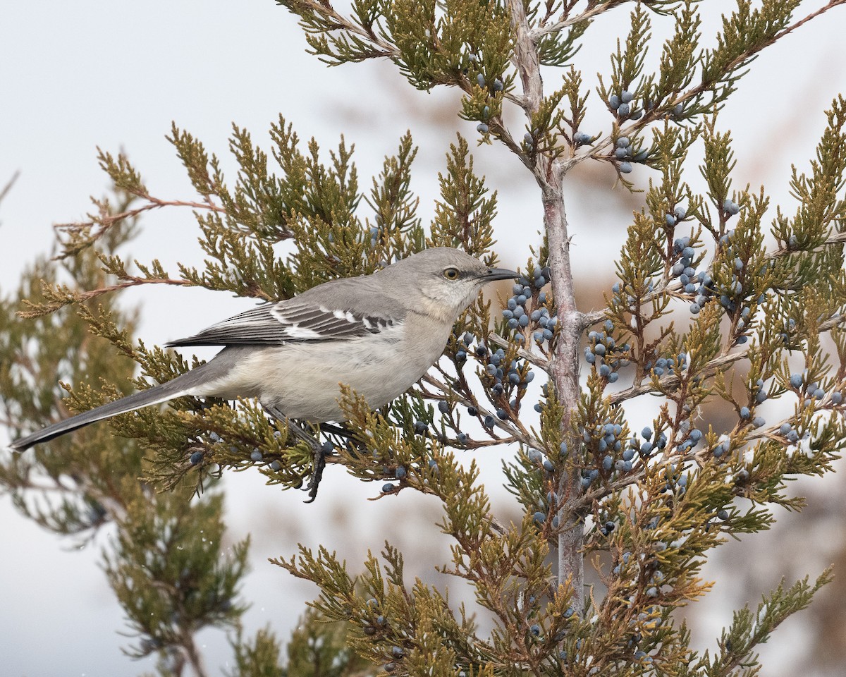 Northern Mockingbird - ML629066458
