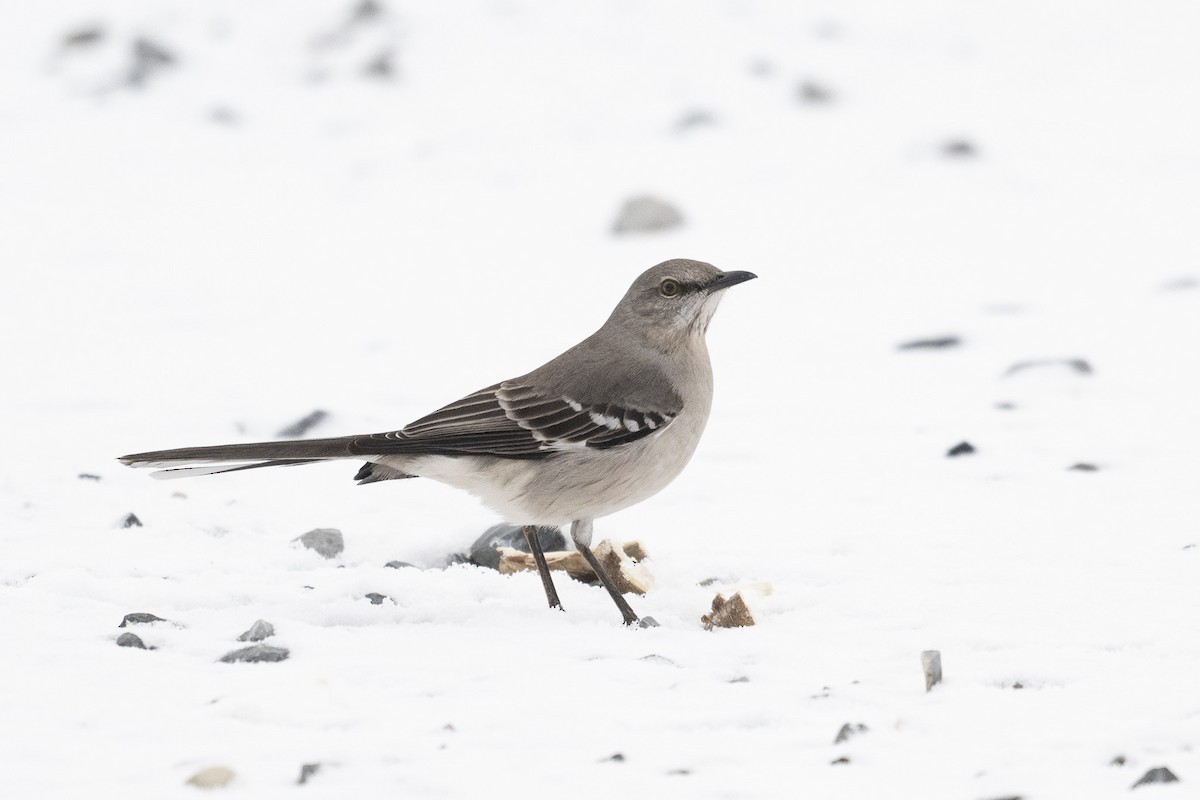 Northern Mockingbird - ML629066497