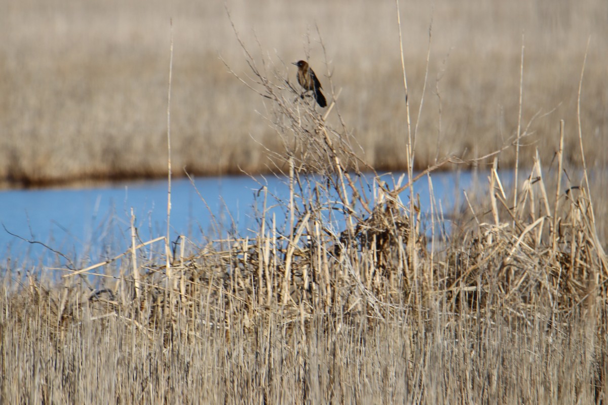 Boat-tailed Grackle - ML629066557