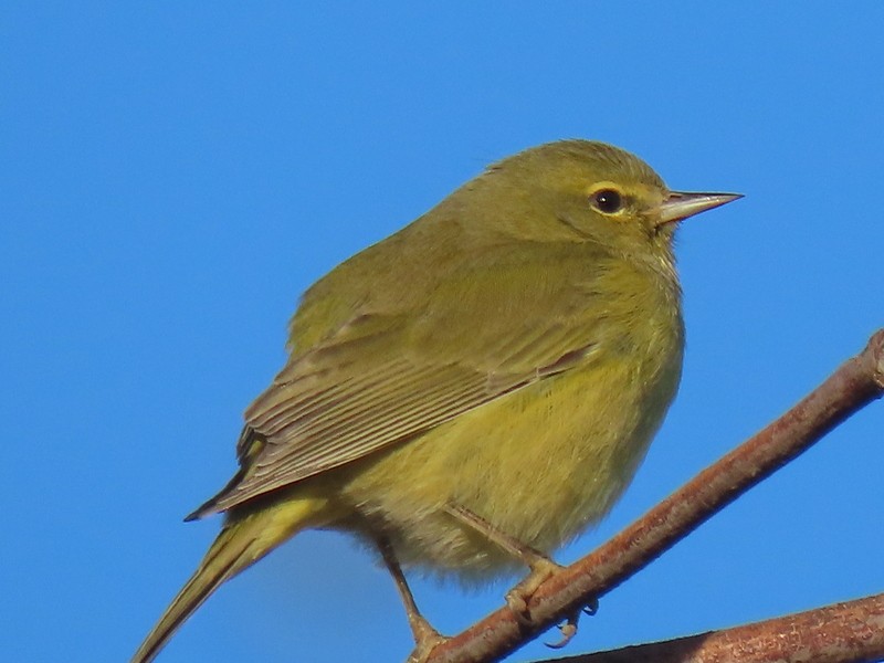 Orange-crowned Warbler - ML629066568