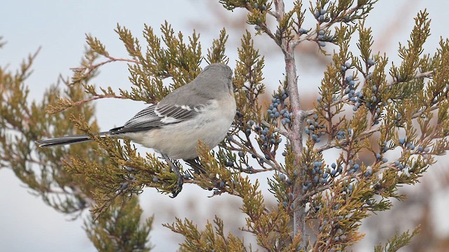 Northern Mockingbird - ML629066666