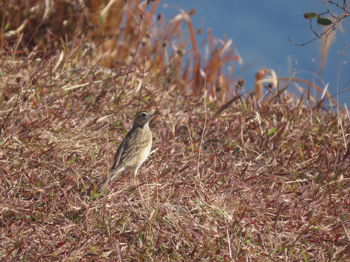 Richard's Pipit - ML629066794