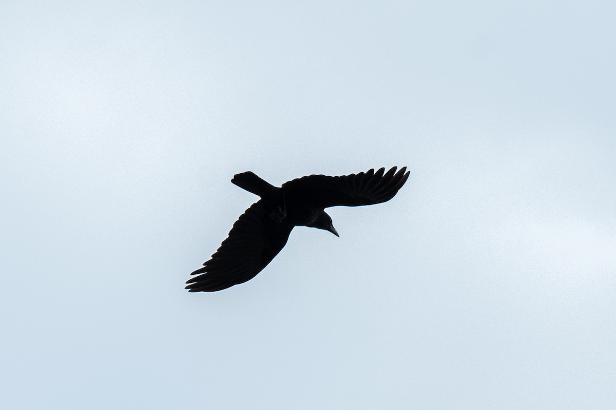 American Crow - ML629066981